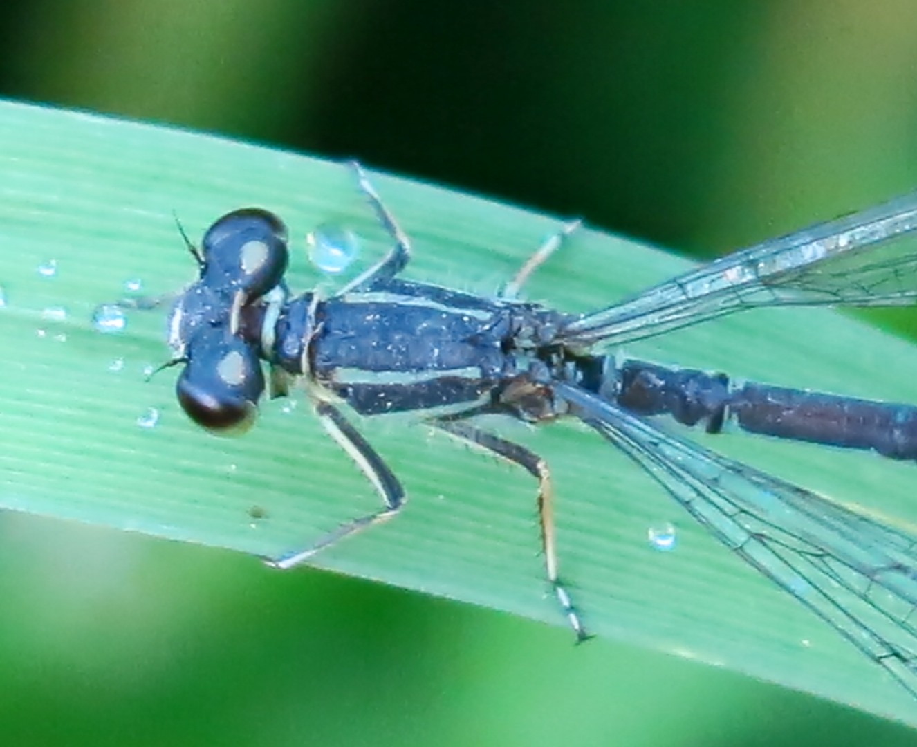 odonata da determinare?